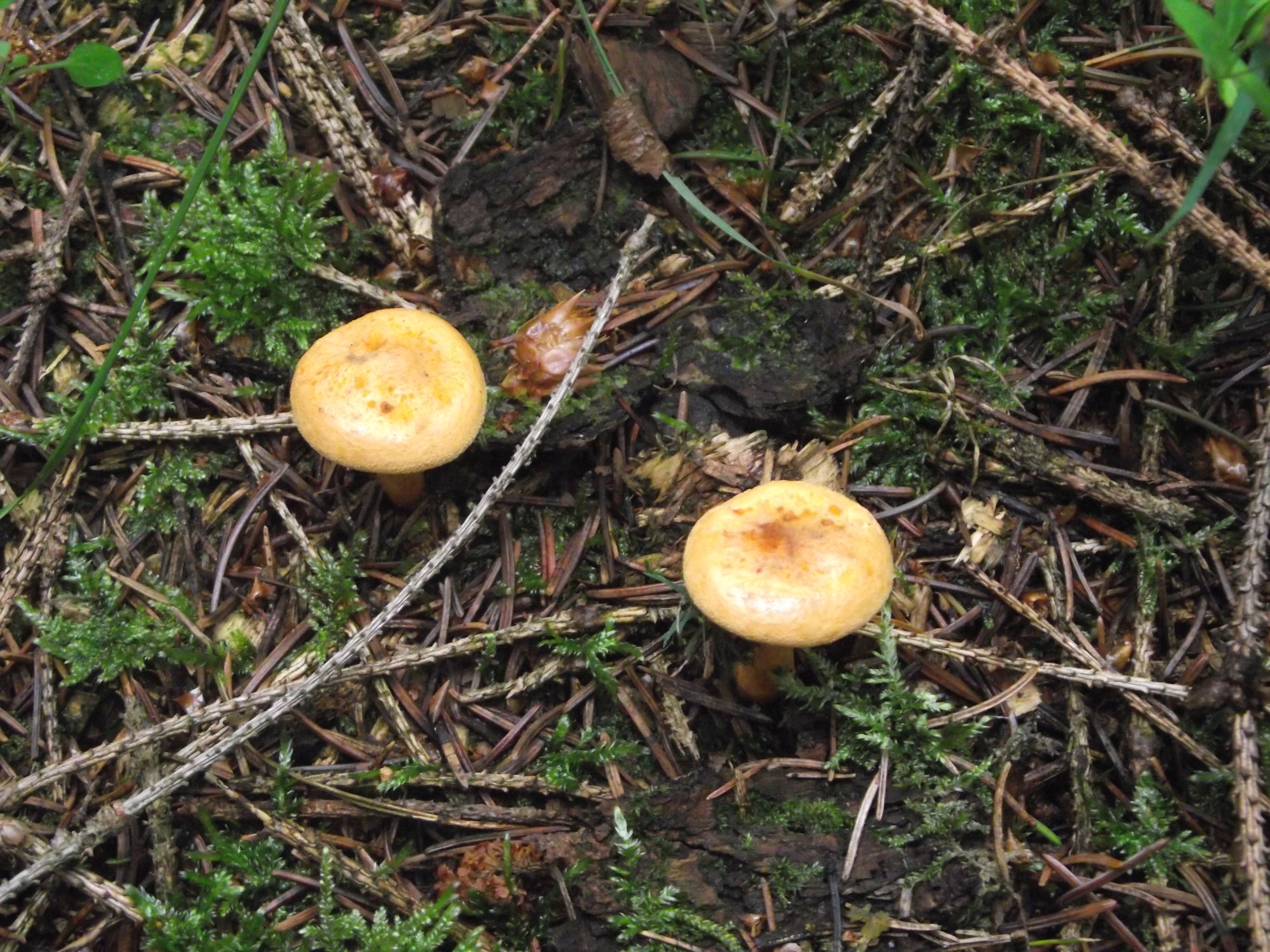 Falscher Pfifferling
